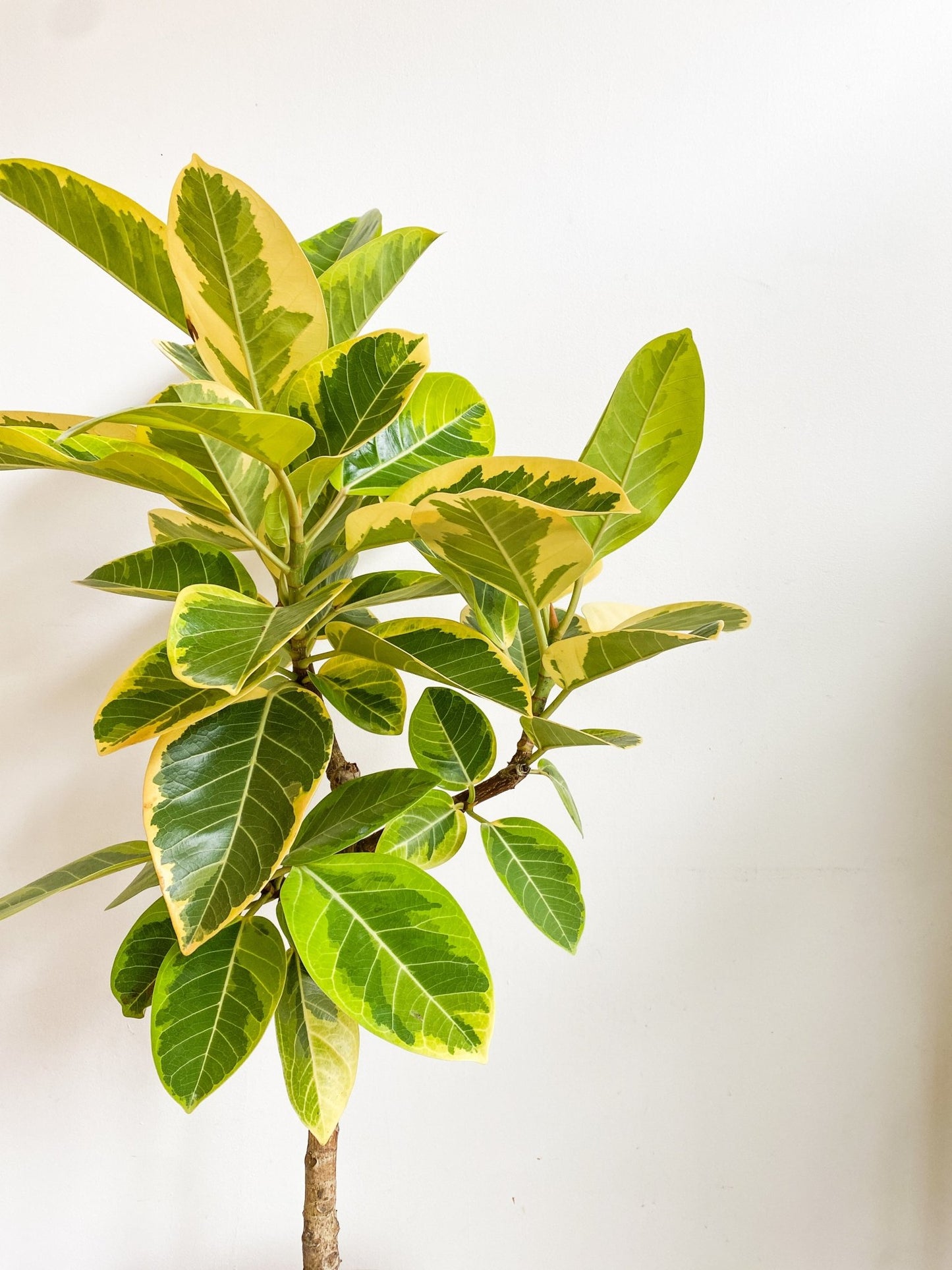 Sima (Ficus) - Alma Plantes