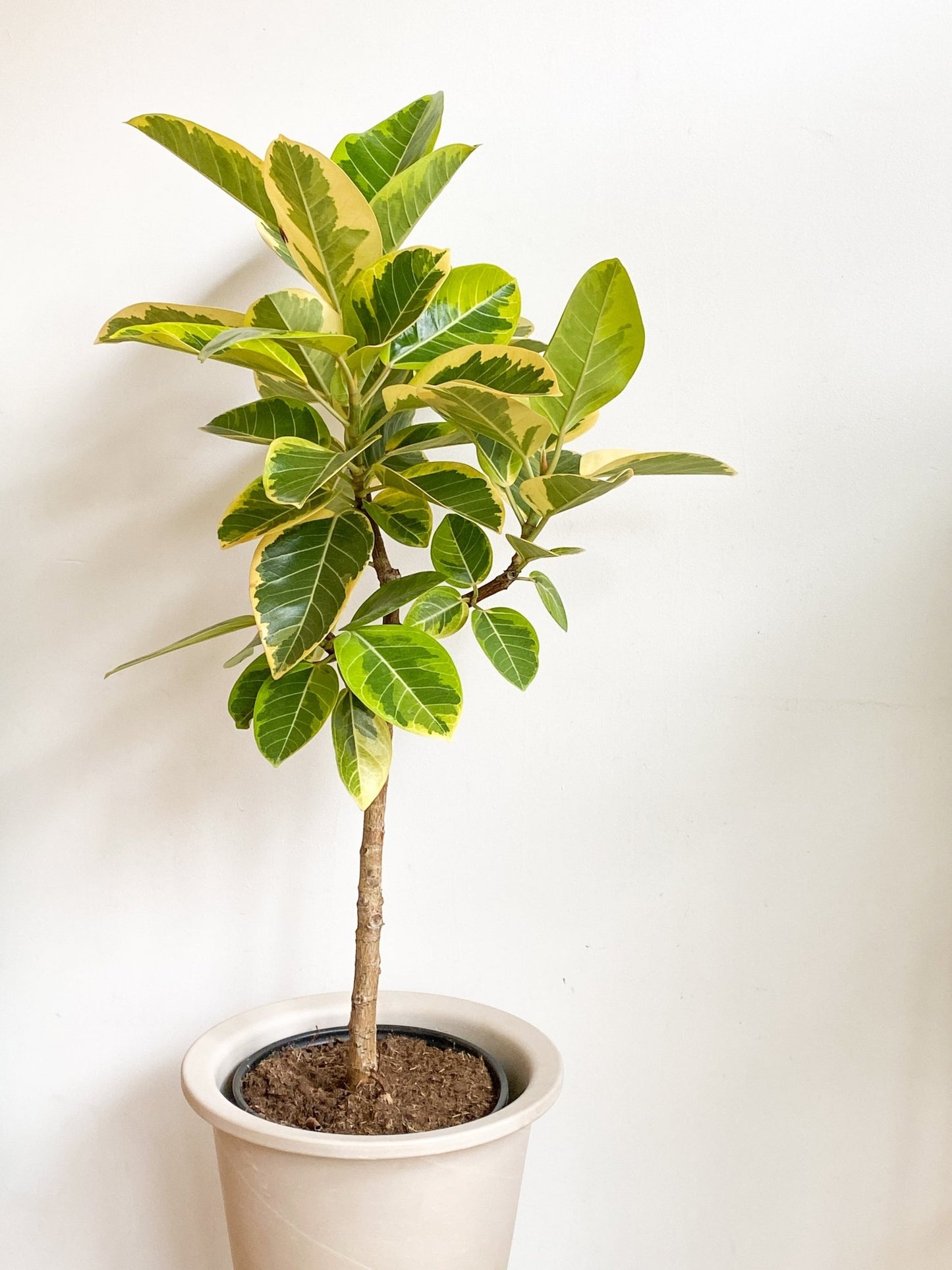 Sima (Ficus) - Alma Plantes