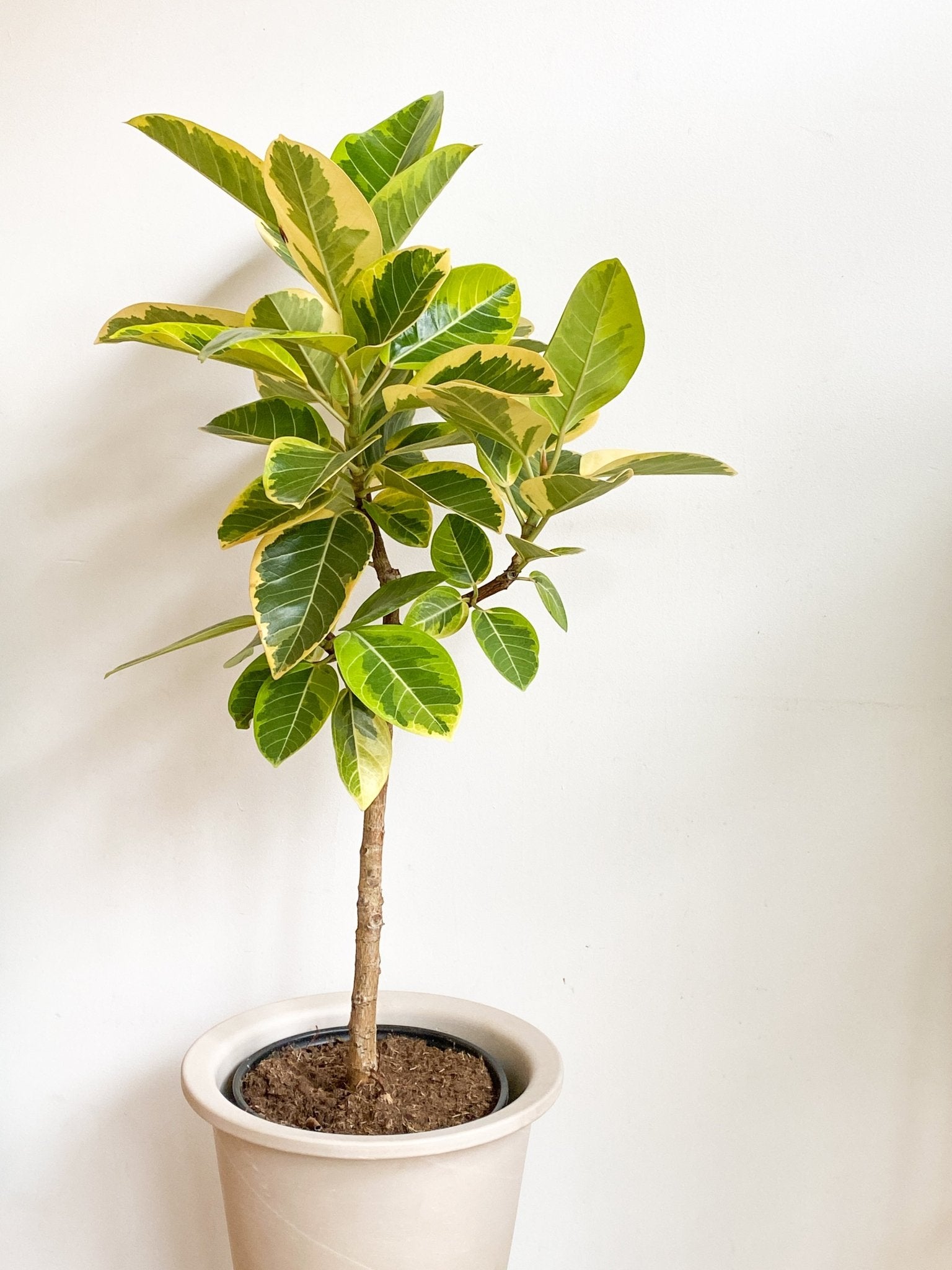 Sima (Ficus) - Alma Plantes
