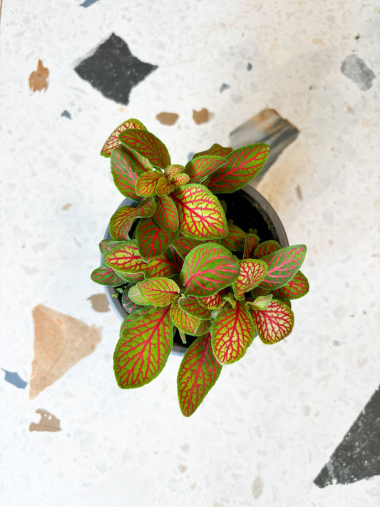 Skellington (Fittonia) - Alma Plantes