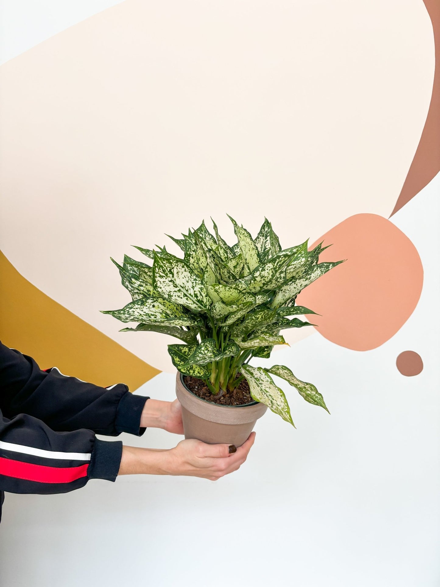 Snow (Aglaonema) - Alma Plantes