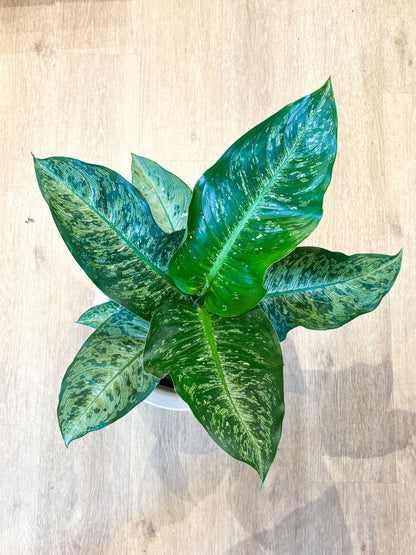 Snow White (Dieffenbachia) - Alma Plantes