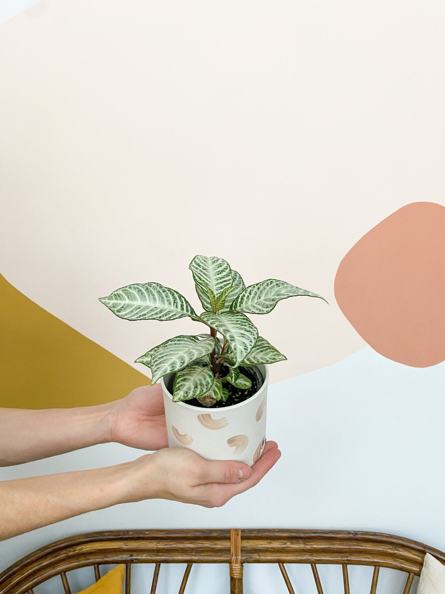 Snowflake (Aphelandra) - Alma Plantes
