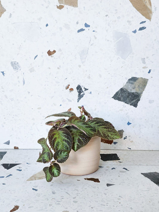 Solène (Episcia) - Alma Plantes