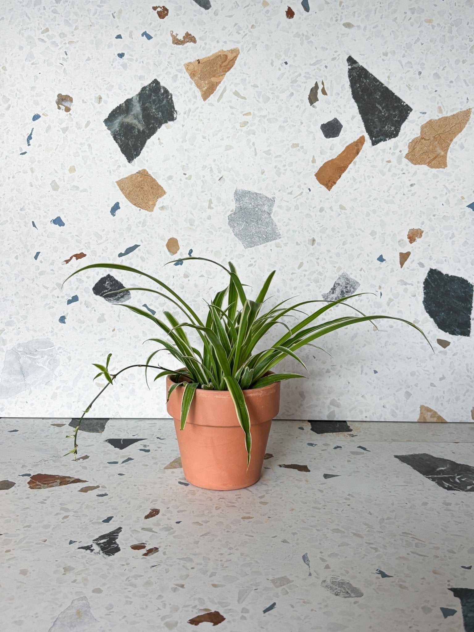 Spider (Chlorophytum) - Alma Plantes