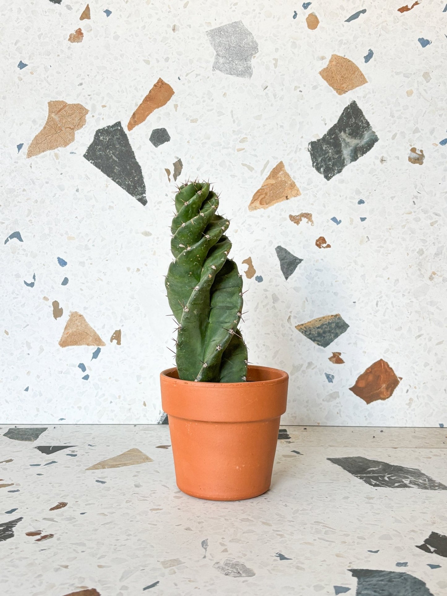 Spiralis (Cereus) - Alma Plantes