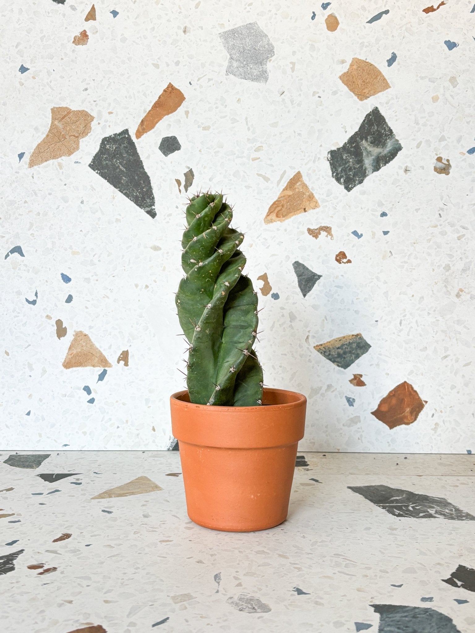 Spiralis (Cereus) - Alma Plantes