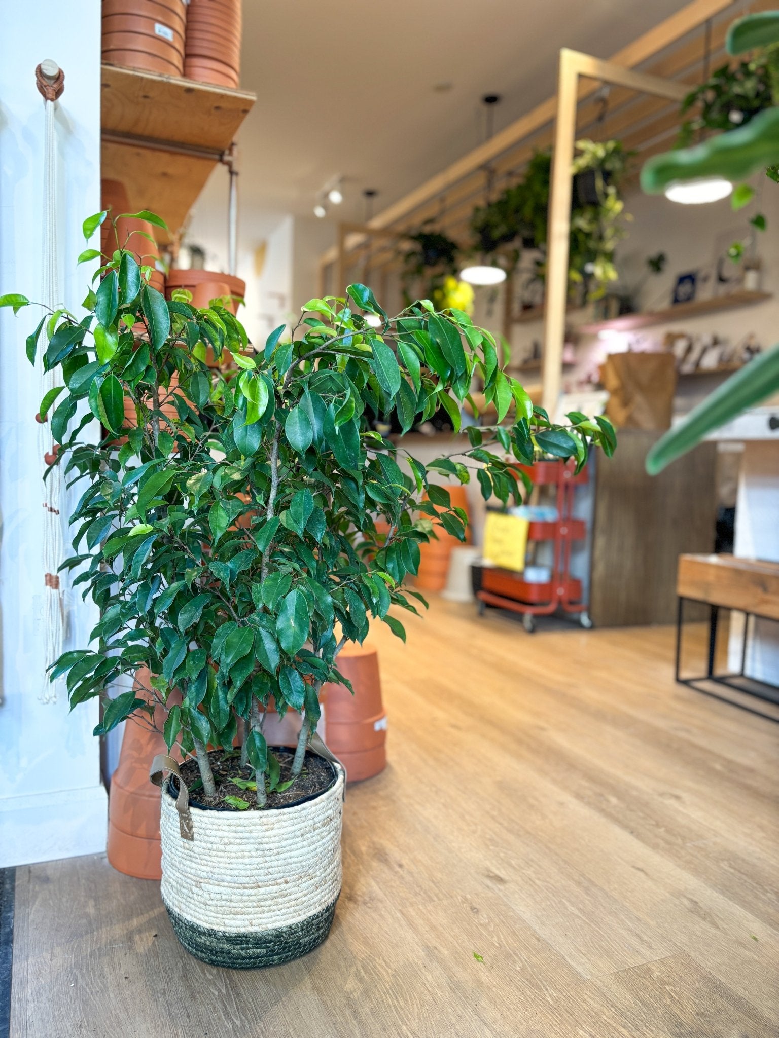 Spire (Ficus) - Alma Plantes