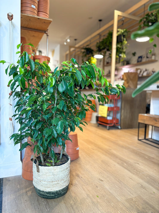 Spire (Ficus) - Alma Plantes