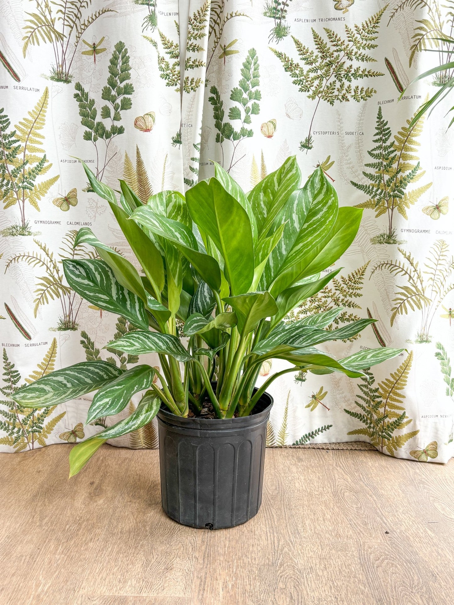 Stripes (Aglaonema) - Alma Plantes