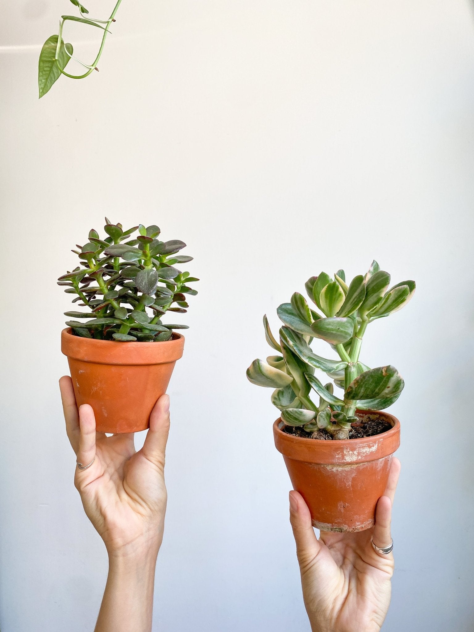 Succulentes assorties - en pot de grès - Alma Plantes