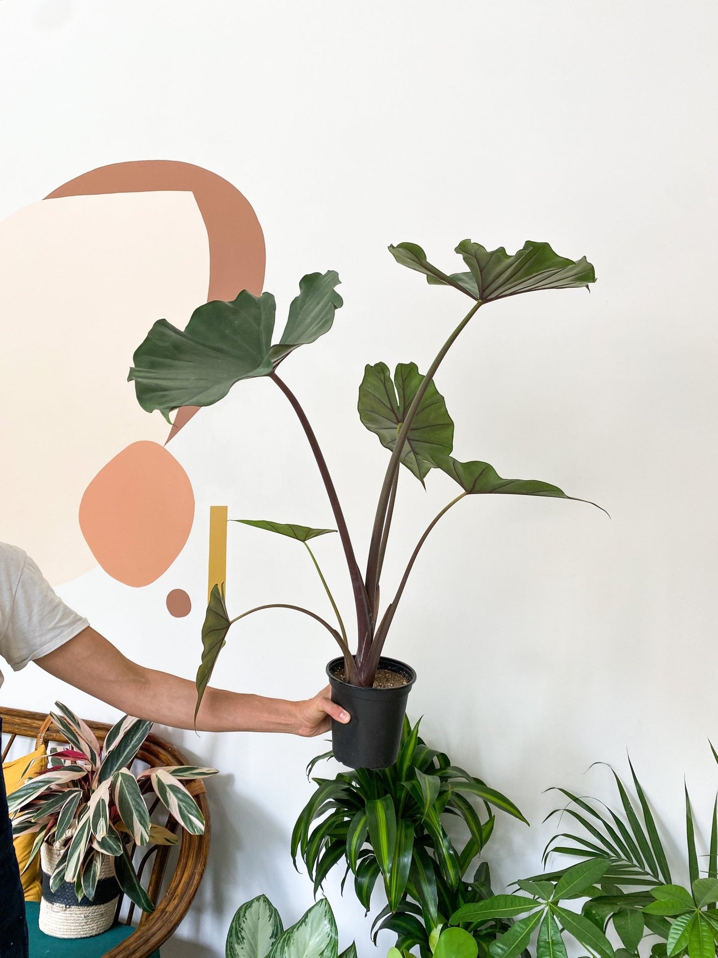 Sumo (Alocasia) - Alma Plantes