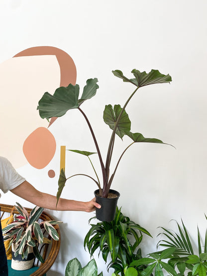 Sumo (Alocasia) - Alma Plantes