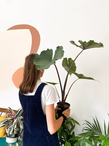 Sumo (Alocasia) - Alma Plantes