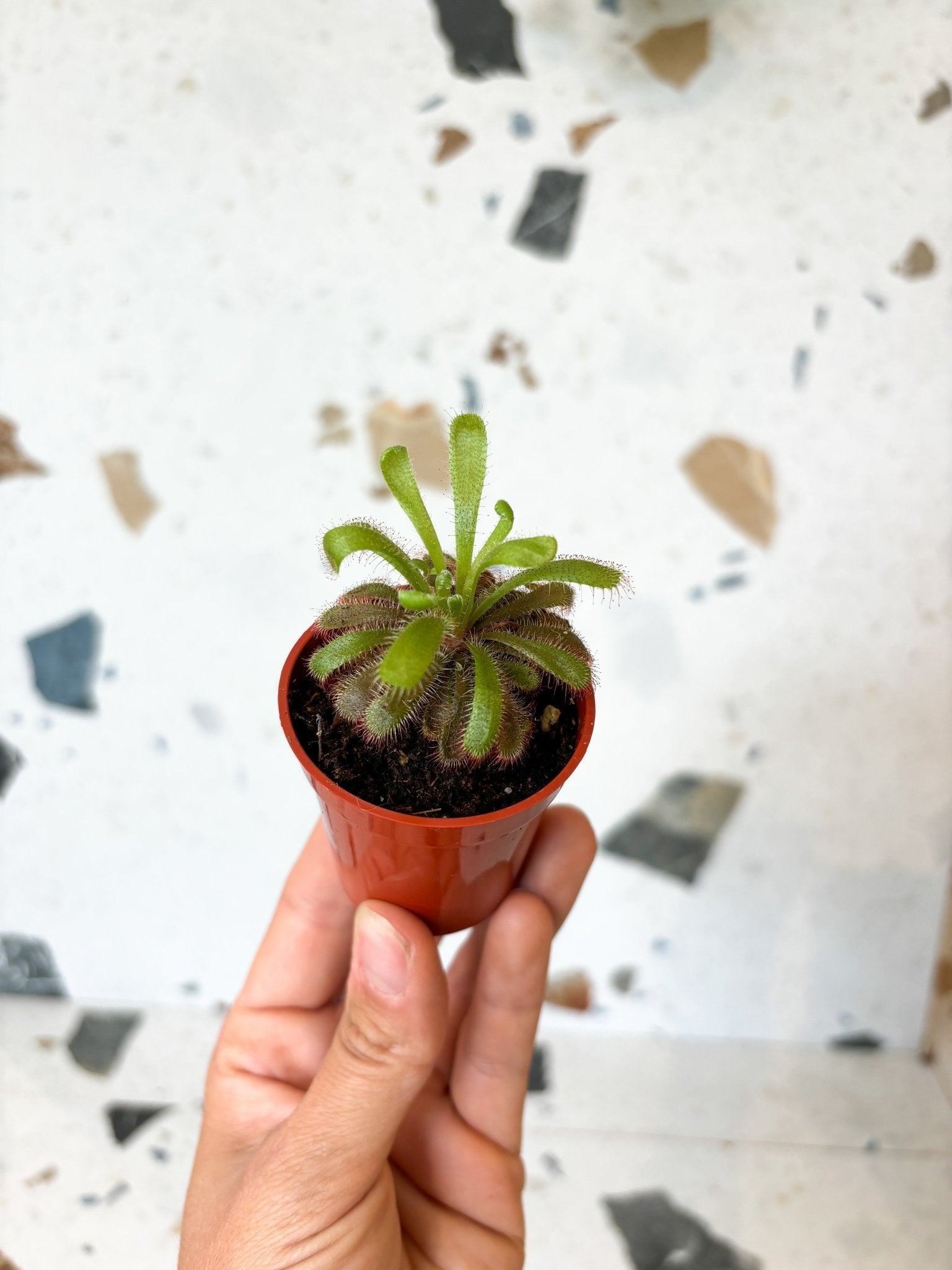 Sundew (Drosera) * plante carnivore - Alma Plantes
