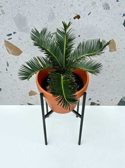 Support en métal - Alma Plantes