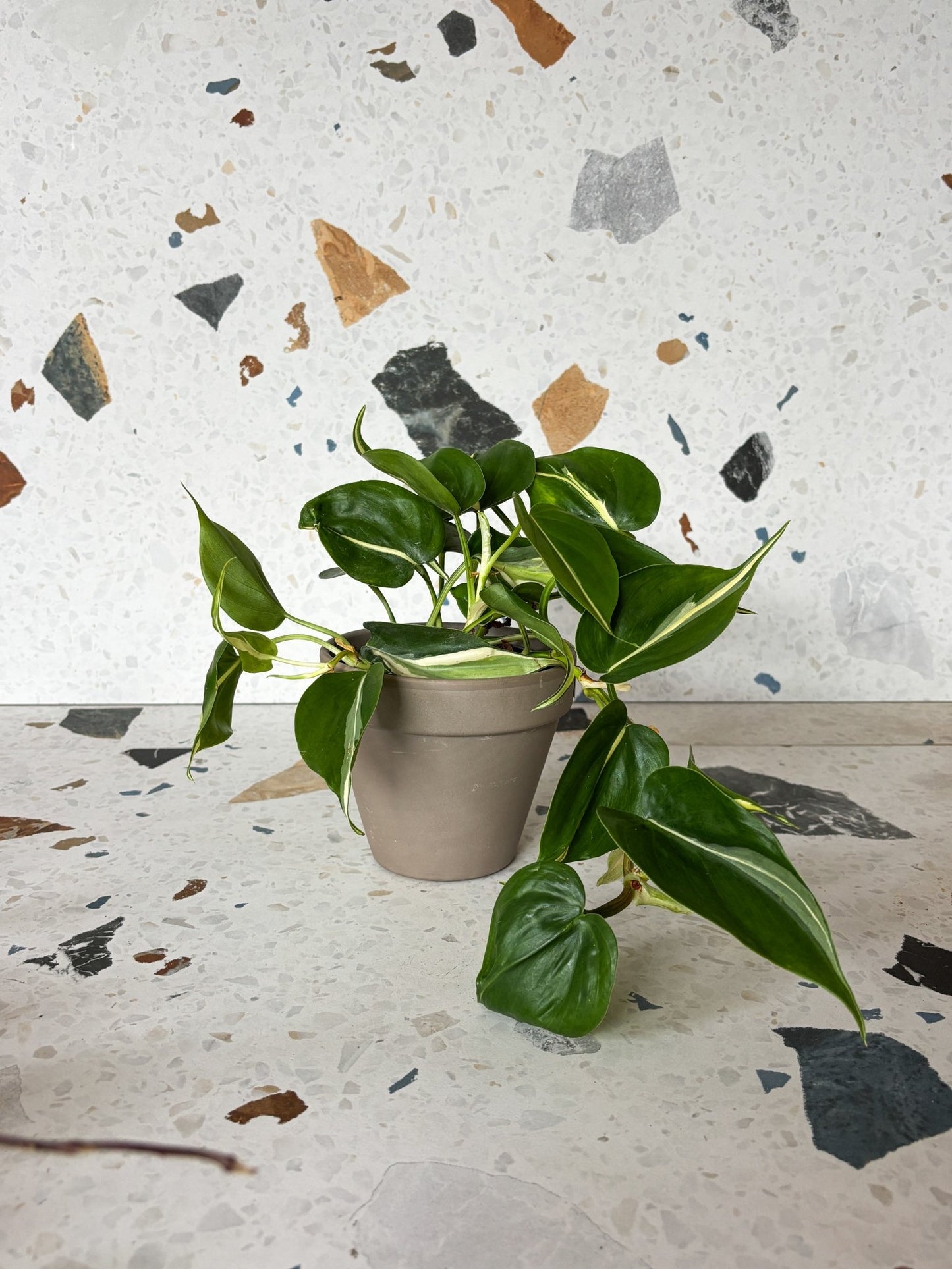 Sylvain (Philodendron) - Alma Plantes