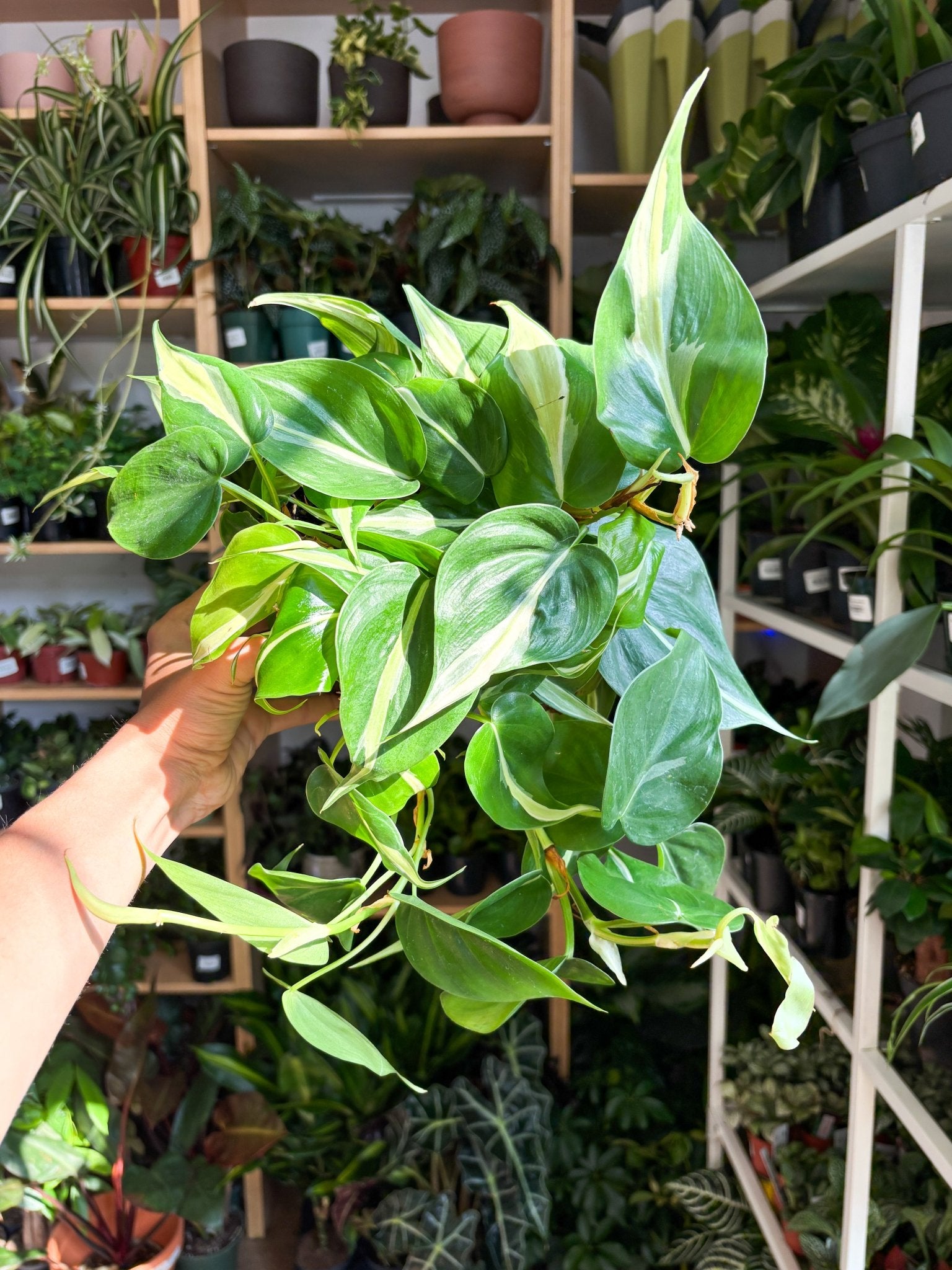 Sylvain (Philodendron) - Alma Plantes