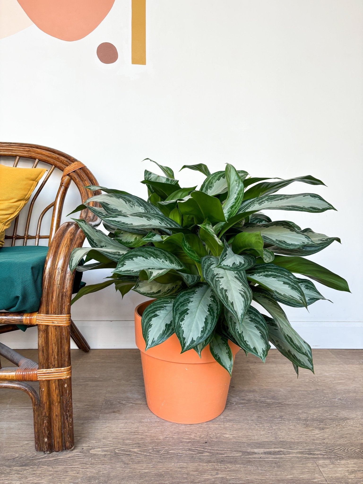 Sylvie (Aglaonema) - Alma Plantes