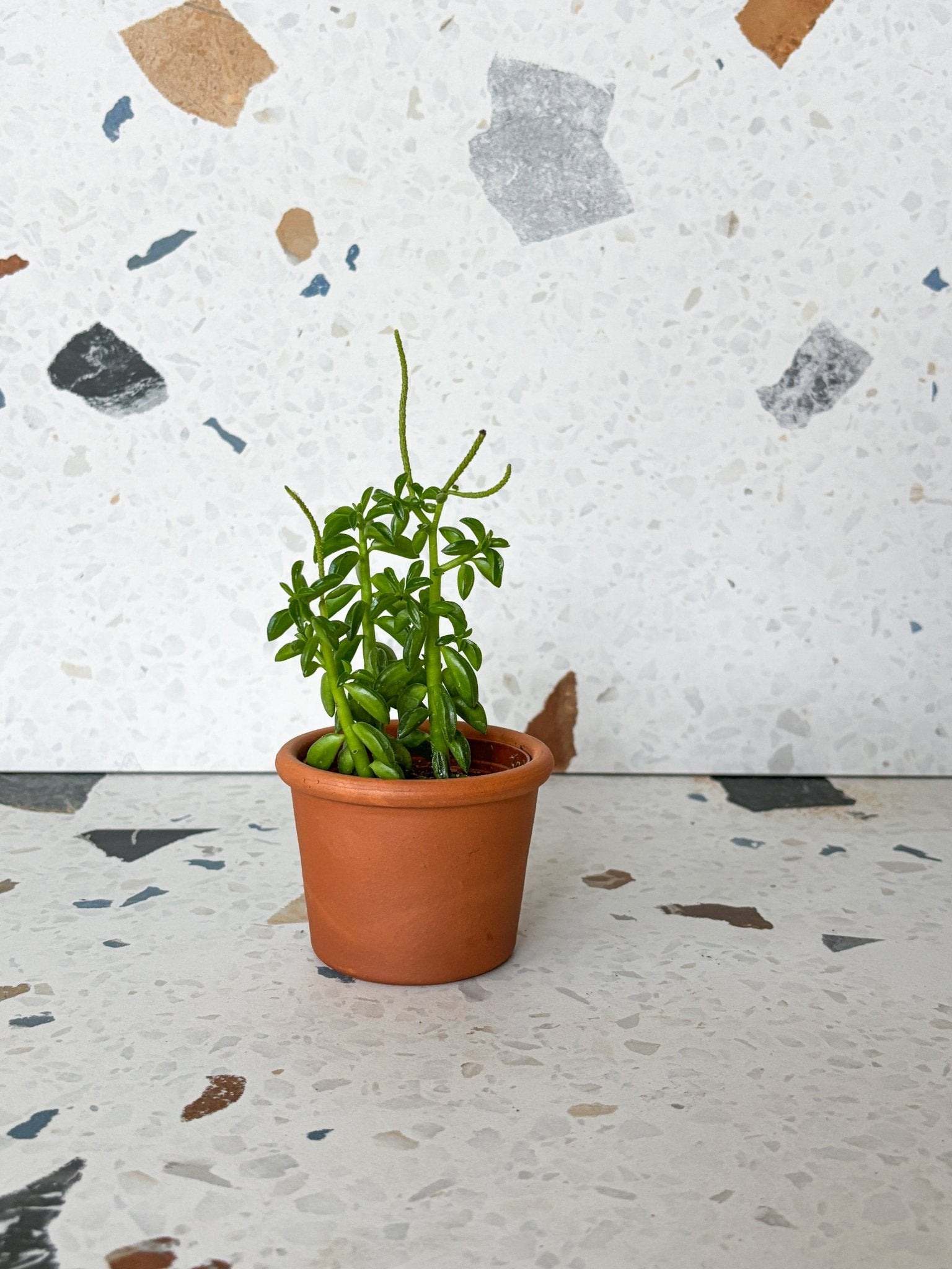 Taco (Peperomia) - Alma Plantes