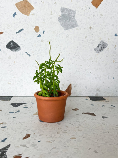 Taco (Peperomia) - Alma Plantes