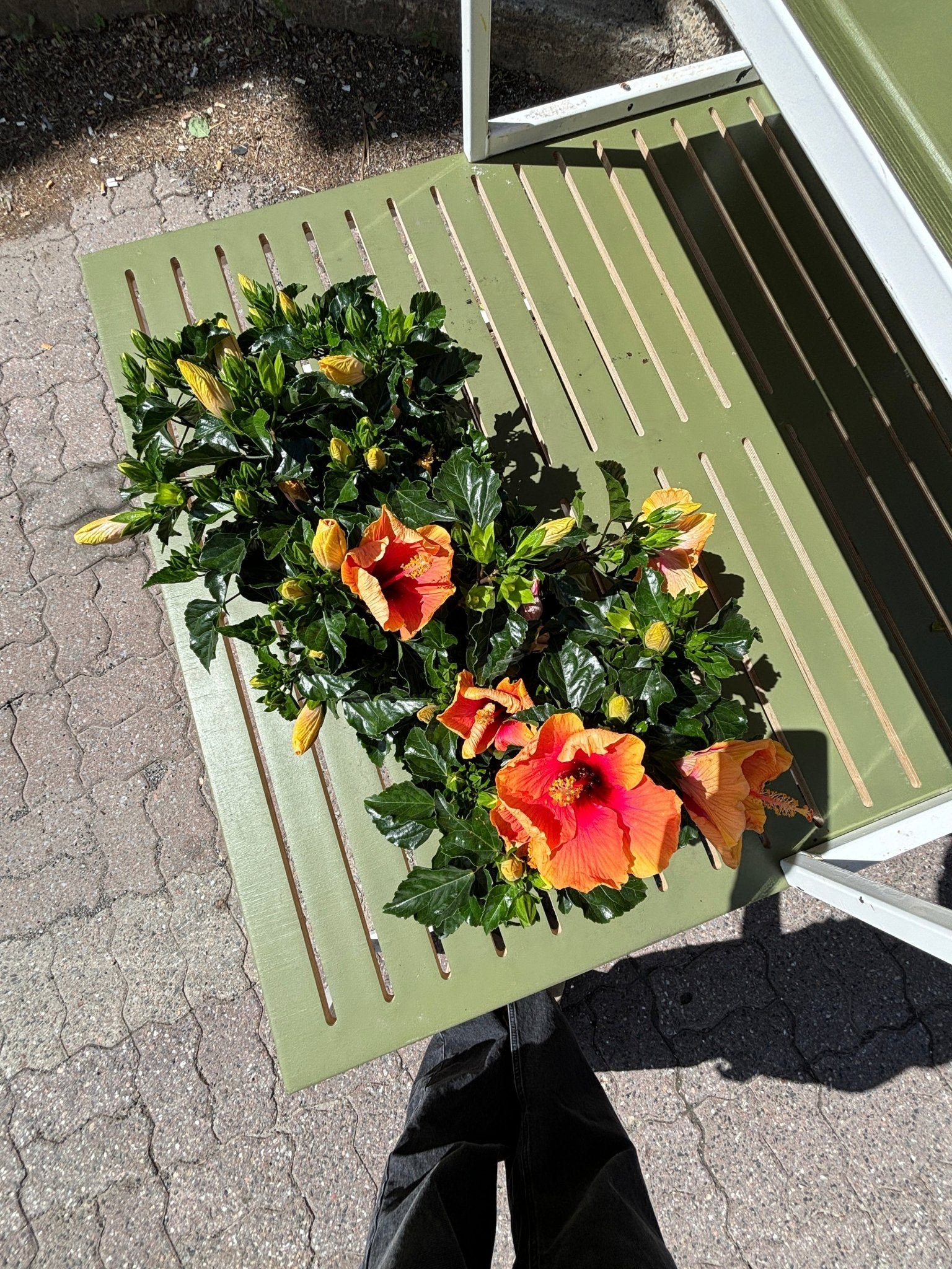 Tangerine (Hibiscus) - Alma Plantes