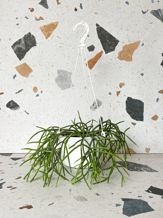 Teres (Rhipsalis) - Alma Plantes