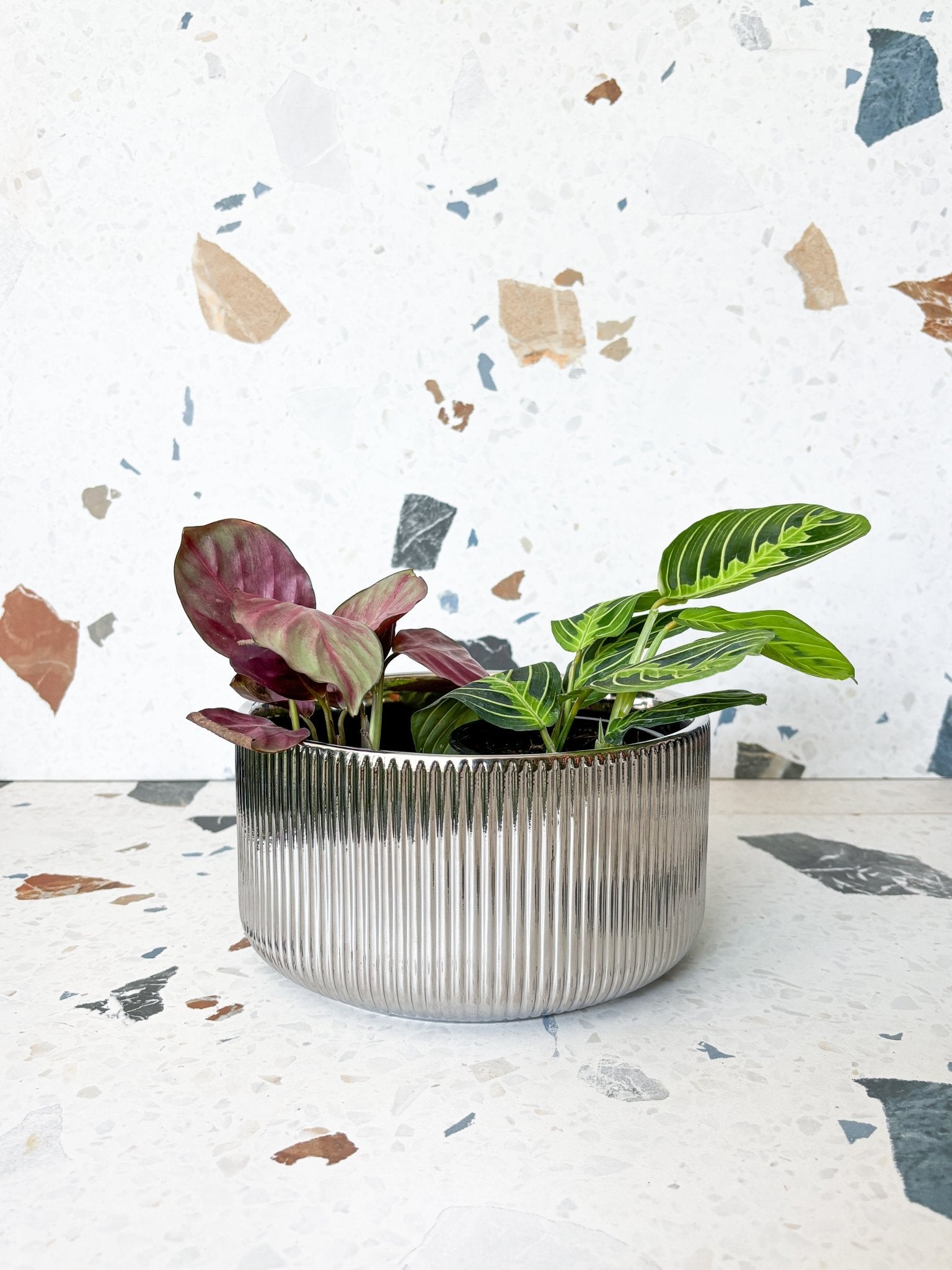 Terrarium argent - Alma Plantes
