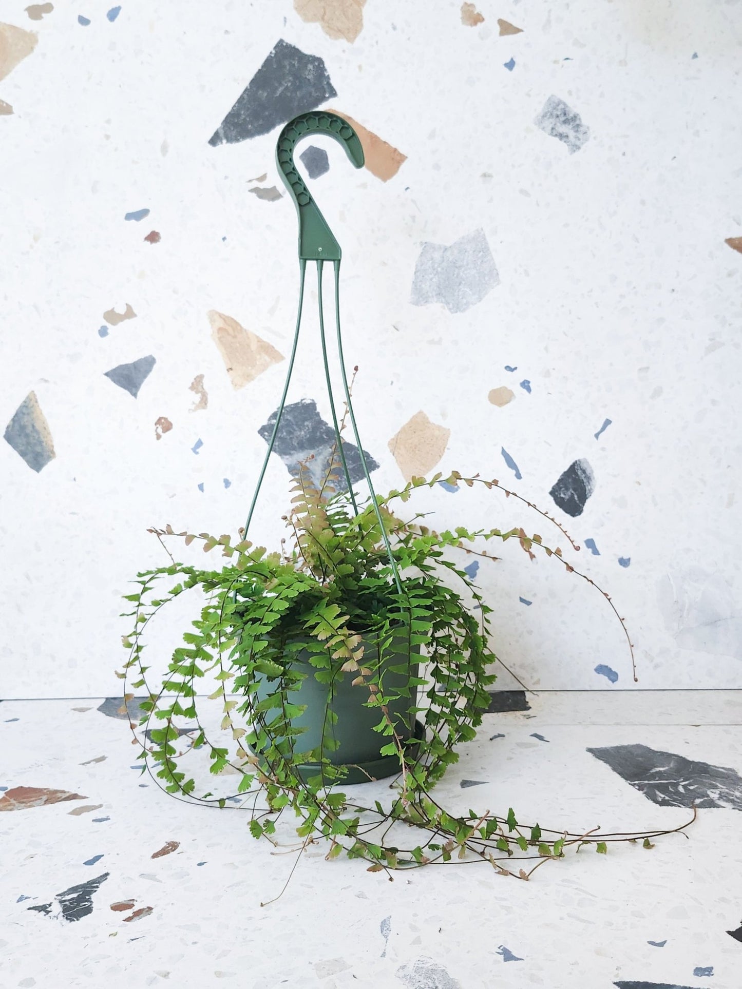 Tessa (Fougère) - Alma Plantes