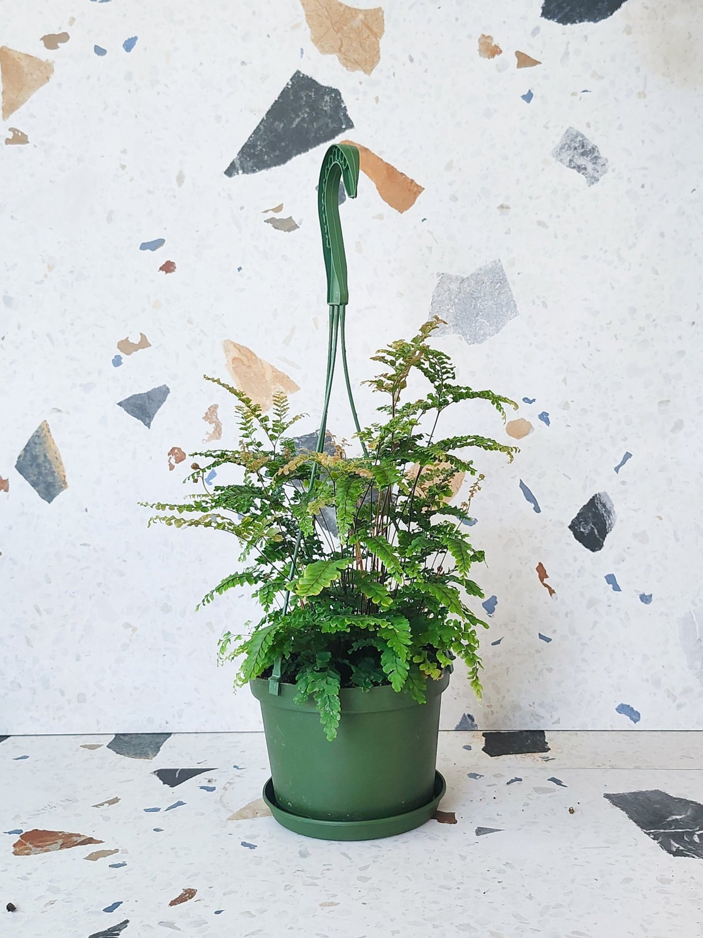 Tessa (Fougère) - Alma Plantes