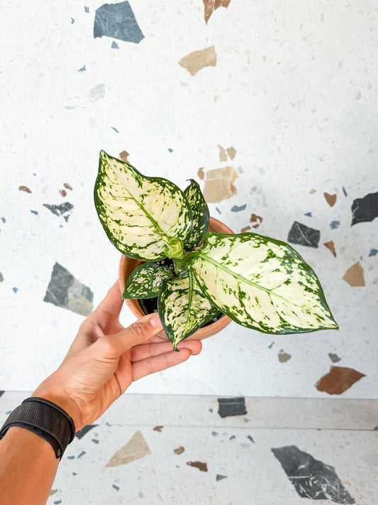 Thai snowflake (Aglaonema) - Alma Plantes