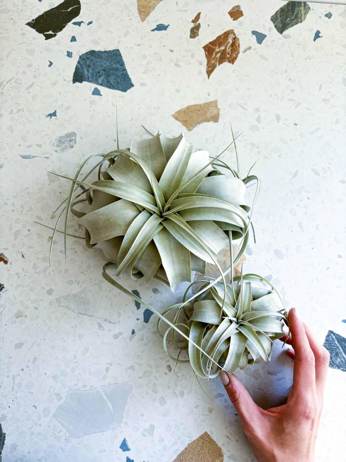 Théodore (Tillandsia) - Alma Plantes