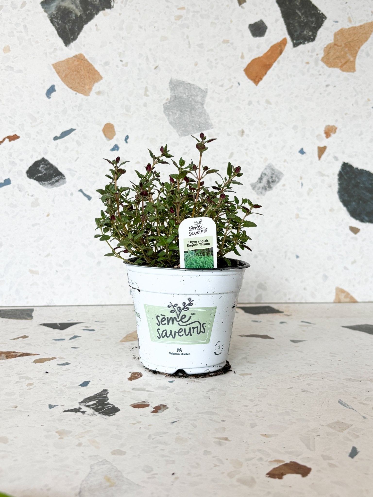 Thym anglais - Alma Plantes