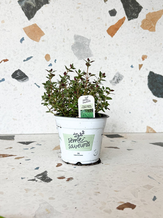 Thym anglais - Alma Plantes