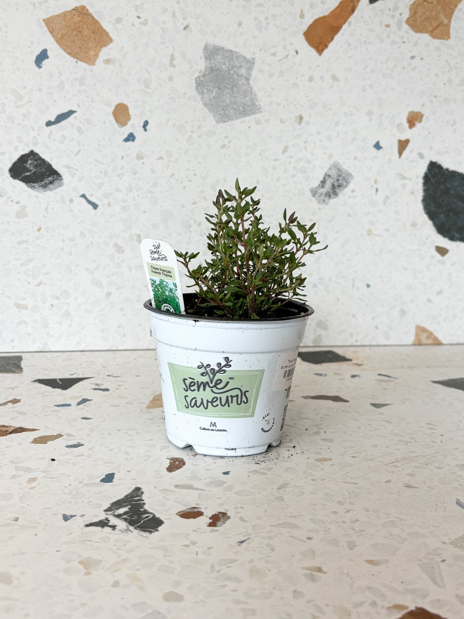 Thym français - Alma Plantes