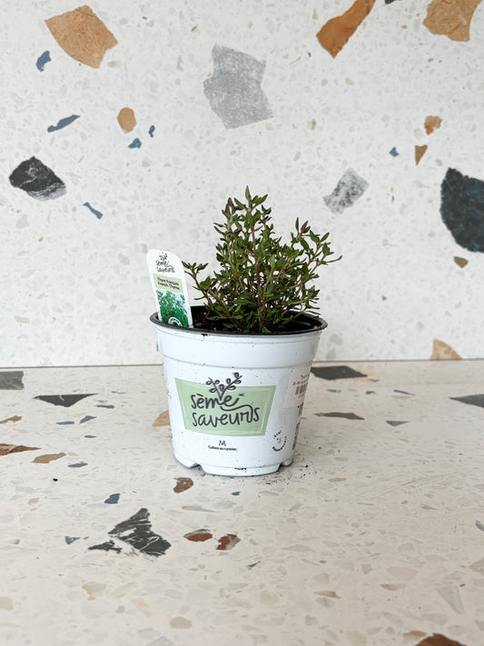 Thym français - Alma Plantes