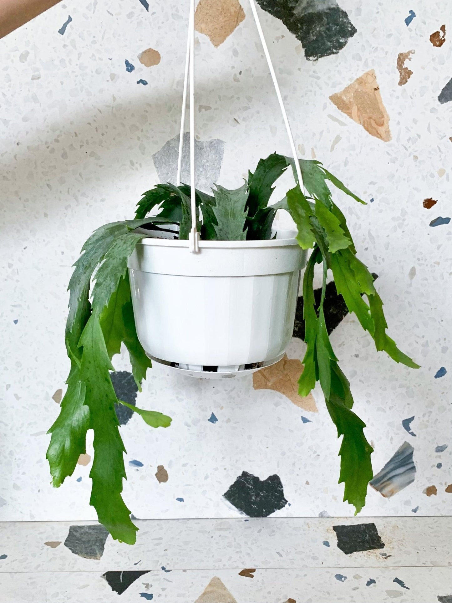 Tiana (Rhipsalis) - Alma Plantes