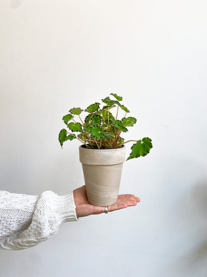 Tigre (Begonia) - Alma Plantes