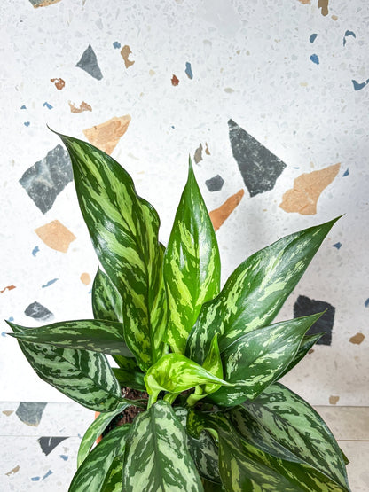 Tigresse (Aglaonema) - Alma Plantes