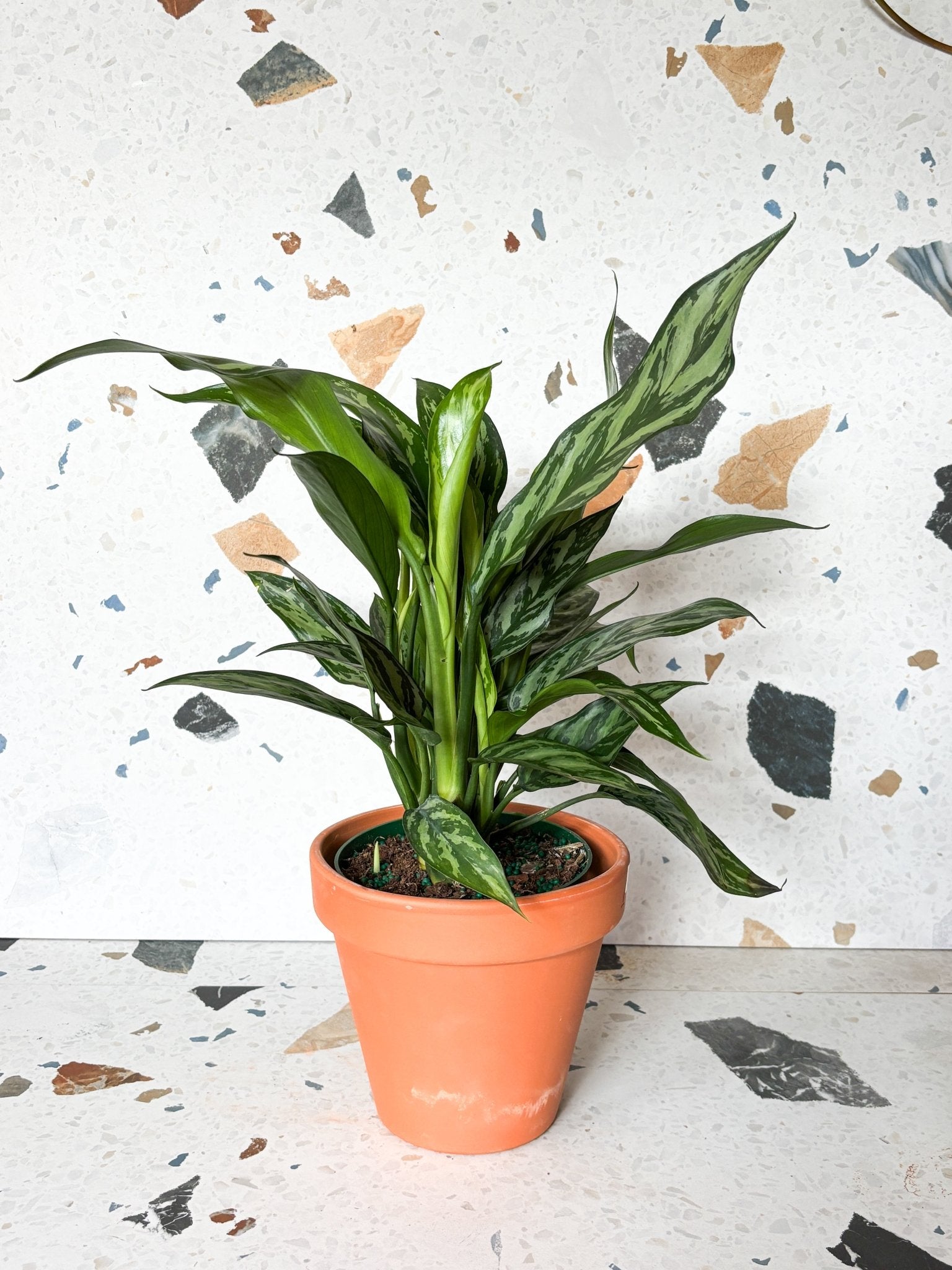 Tigresse (Aglaonema) - Alma Plantes