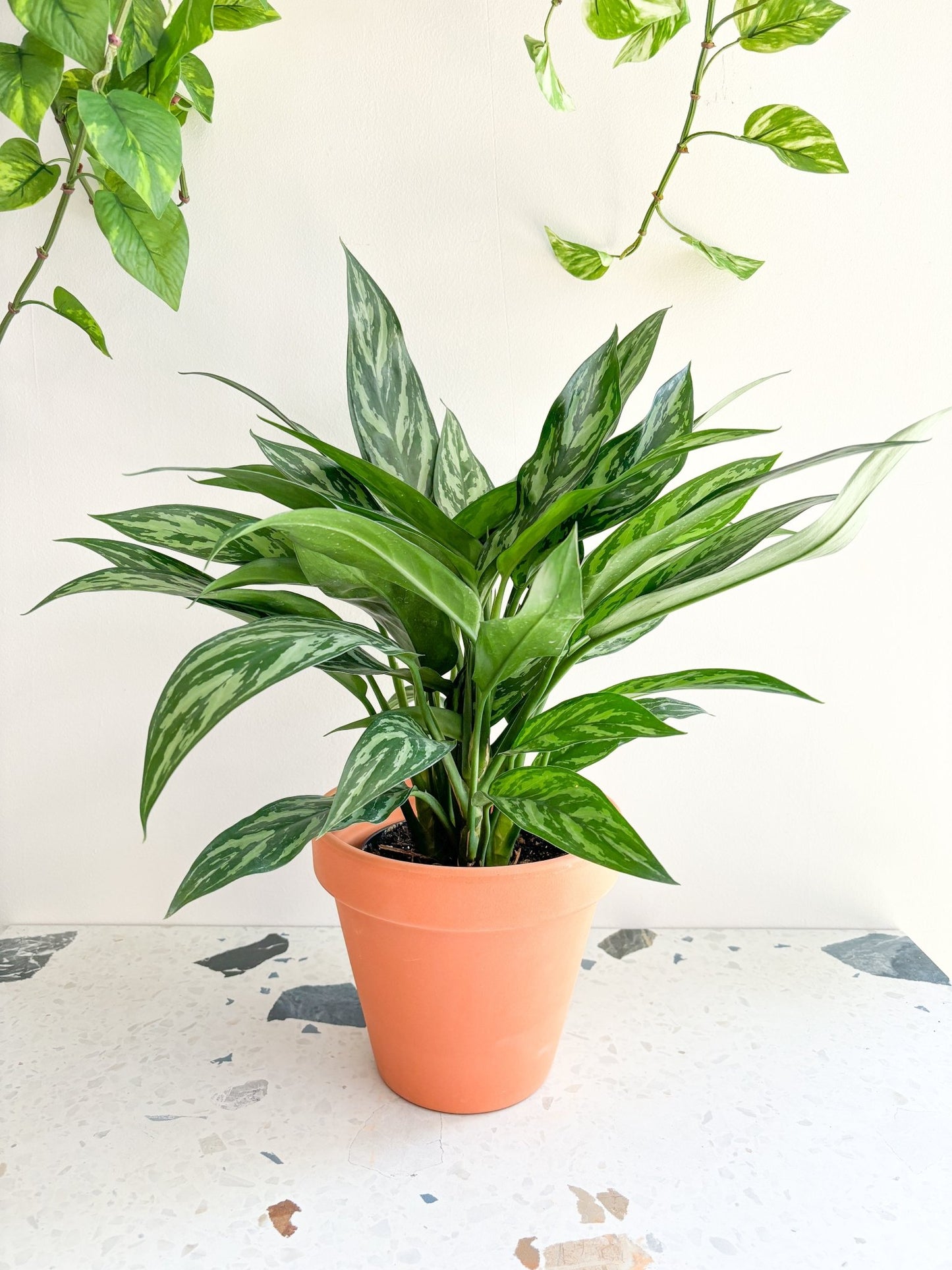Tigresse (Aglaonema) - Alma Plantes