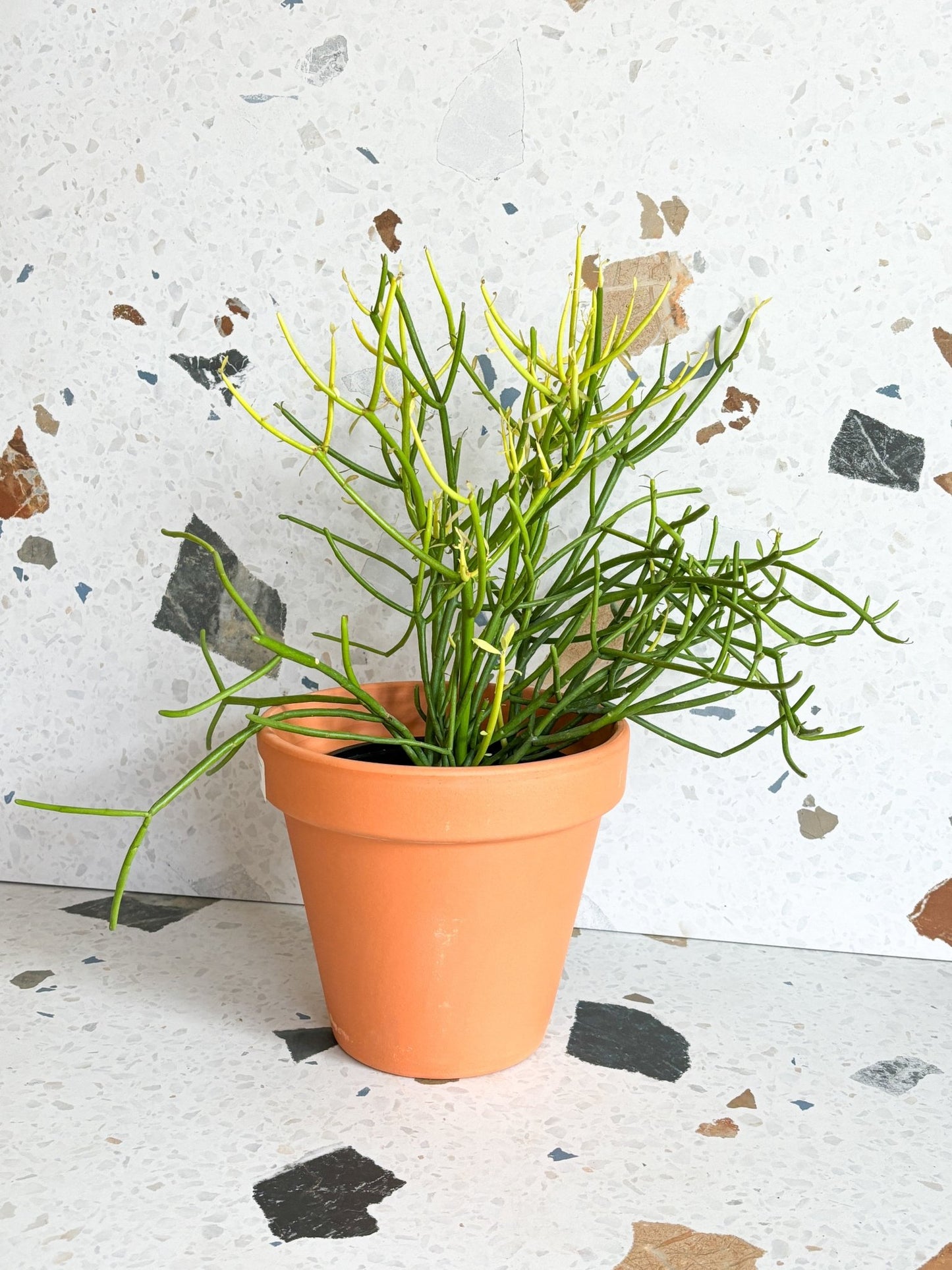 Timmy (Euphorbia) - Alma Plantes