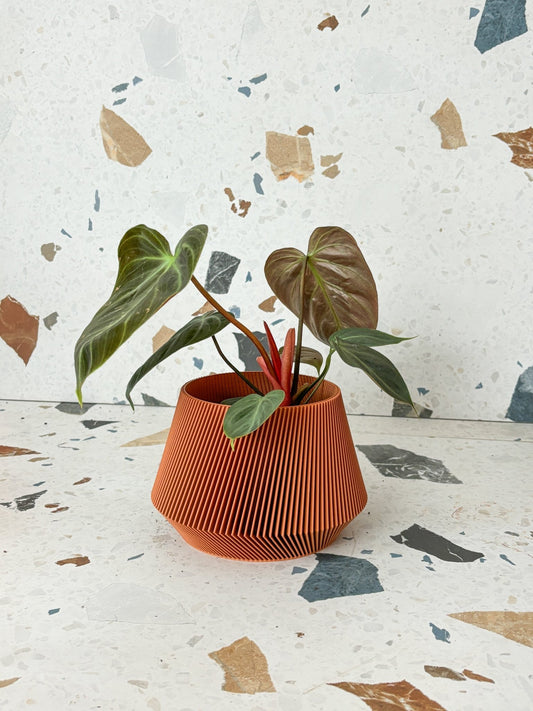 Toffee (Philodendron) - Alma Plantes