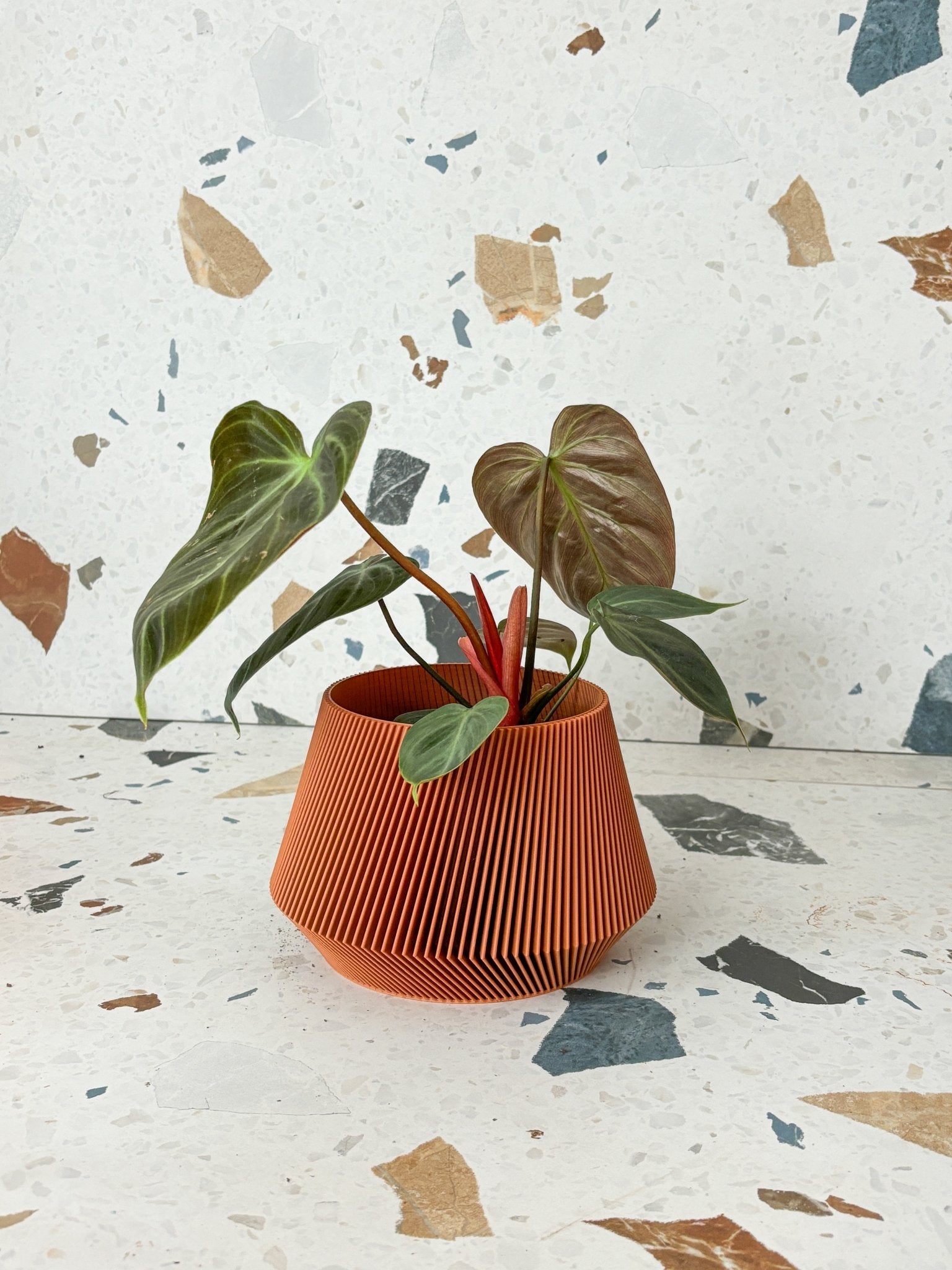 Toffee (Philodendron) - Alma Plantes