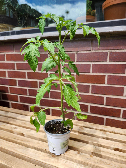 Tomato rouge 'Beefsteak' - Alma Plantes