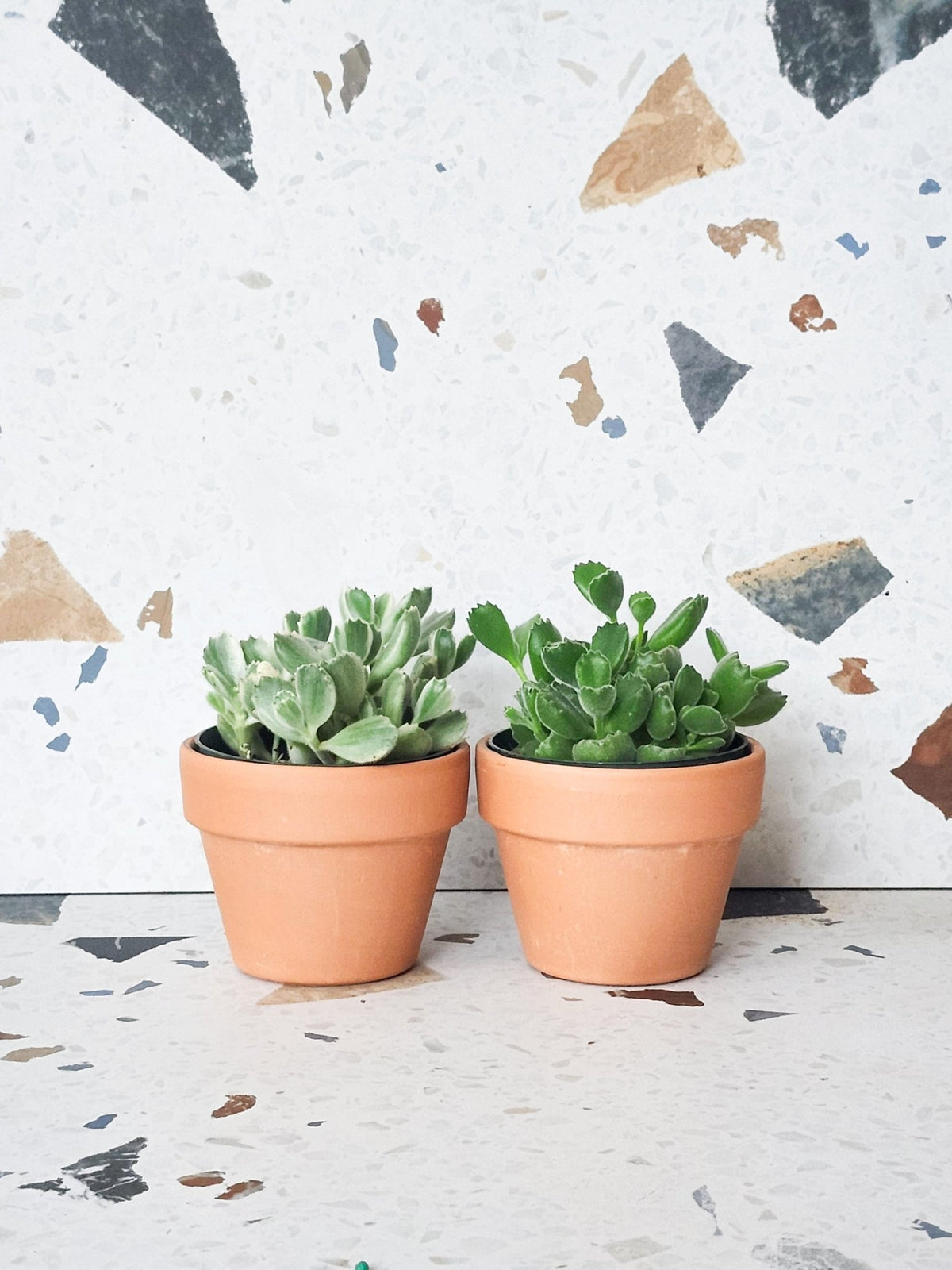 Tomento (Cotyledon) – Alma Plantes