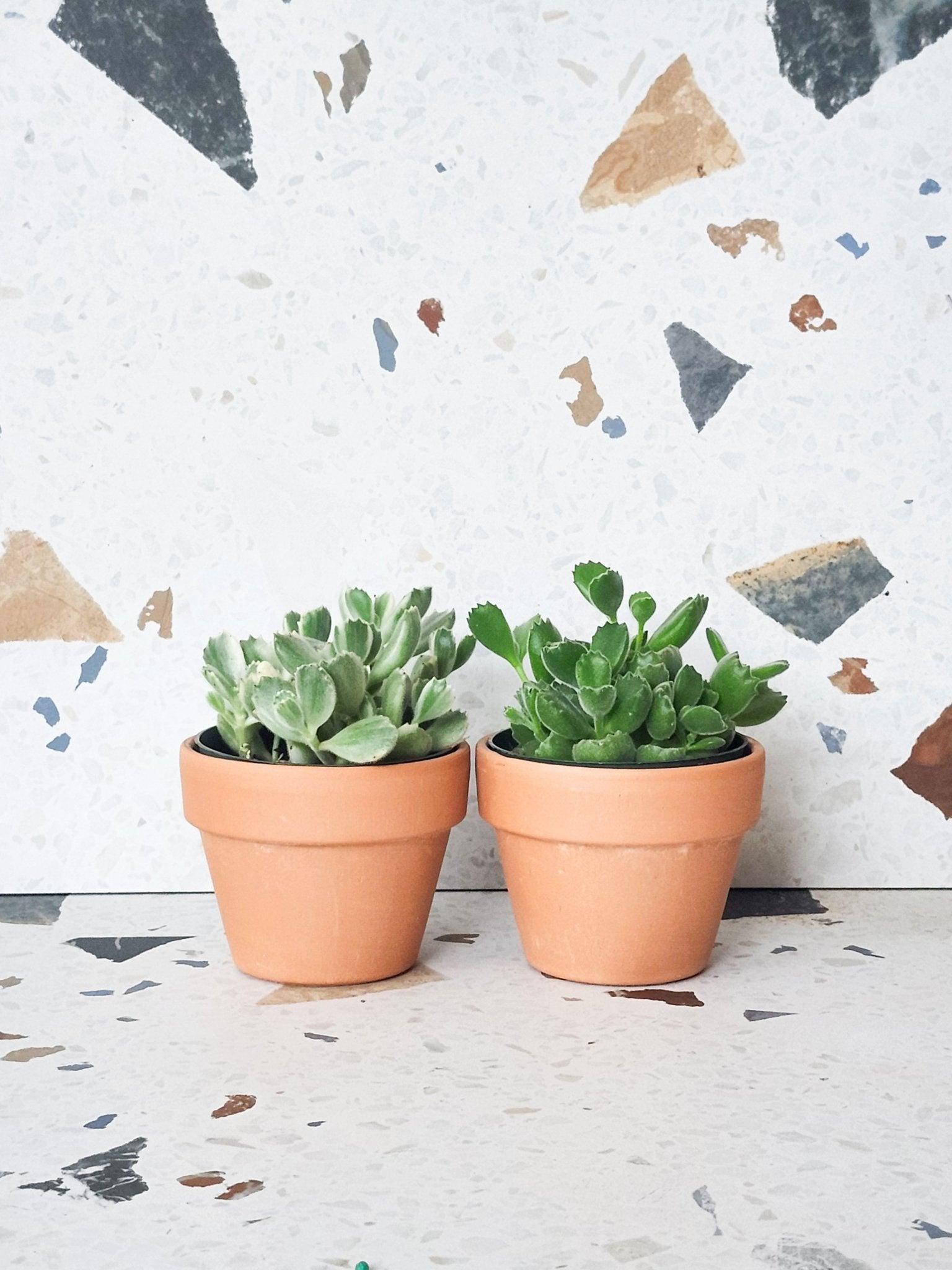 Tomento (Cotyledon) - Alma Plantes