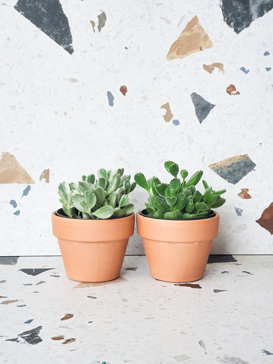 Tomento (Cotyledon) - Alma Plantes