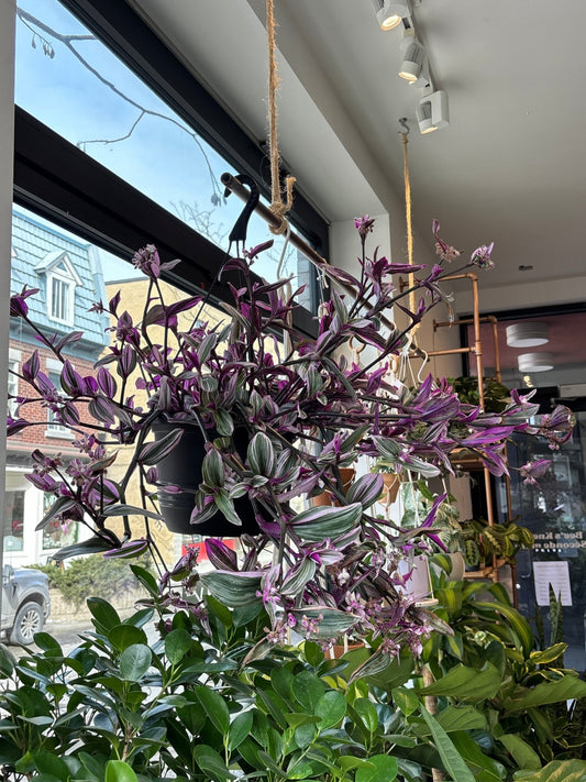 Tracy (Tradescantia) - Alma Plantes
