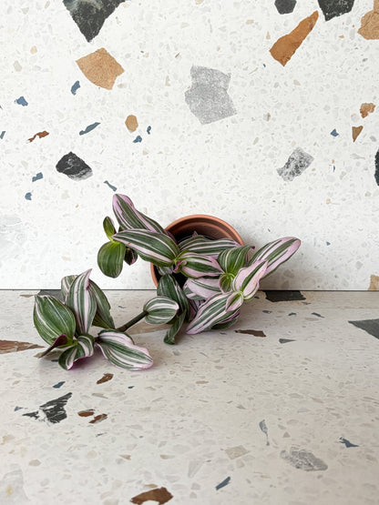 Tracy (Tradescantia) - Alma Plantes